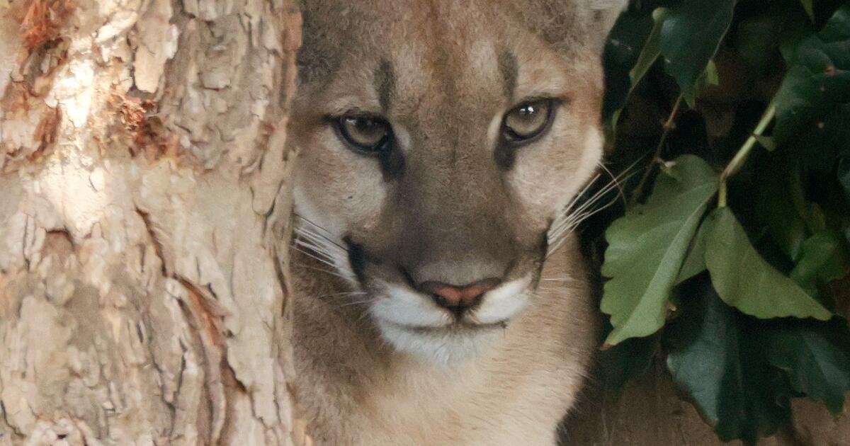 Mountain lion safely captured after strolling through San Dimas neigh...