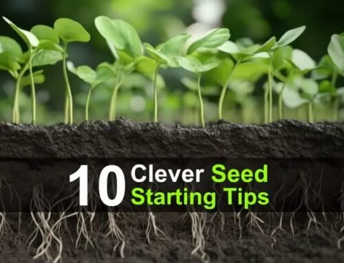 10 Clever Seed Starting Tips