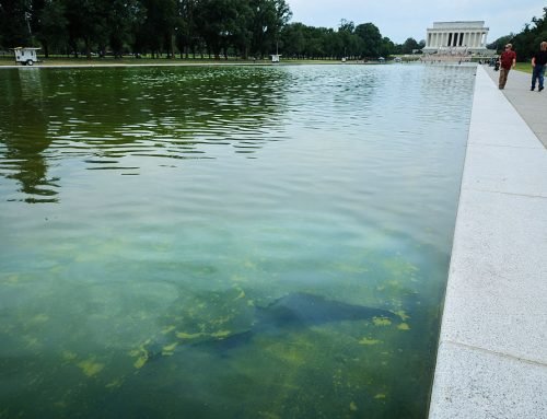 $14 million, green water, peeling paint: Trump’s reflecting pool reno…