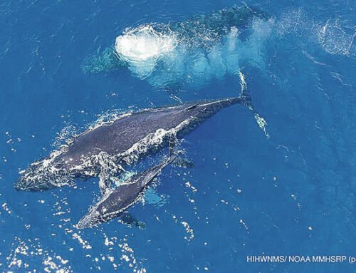 Meet the Majestic Humpback Whale: Hawaii’s Ocean Giants