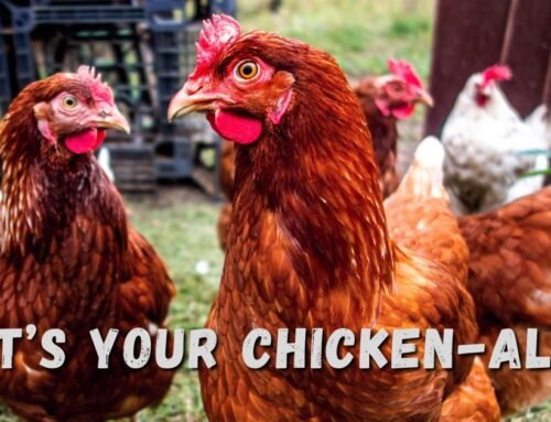 Quiz: What’s Your Chicken-ality?