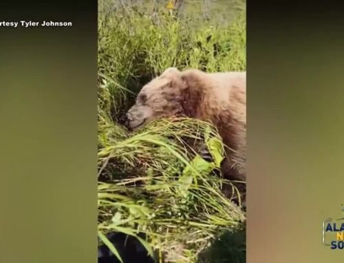 VIDEO: Alaska man attacked by brown bear captures moments after incident on video