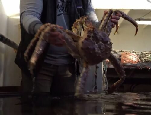 Scientists explain why billions of Alaska snow crabs have disappeared