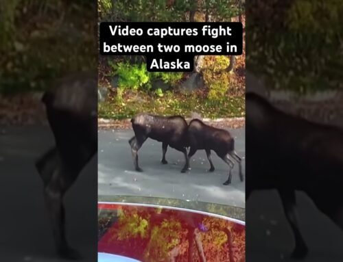 Video captures fight between two moose in Alaska. #alaska #moose
