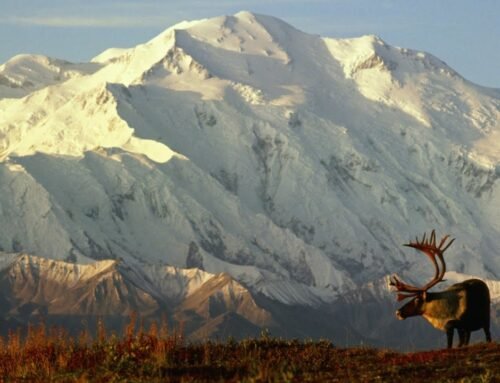 A 7.2 magnitude earthquake has hit Alaska
