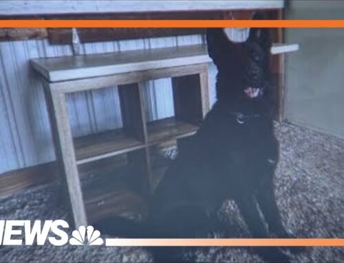 Dog kills 3-year-old child of Colorado police chief