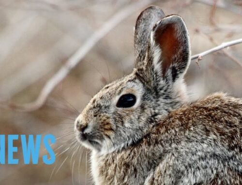 Are Rabbits in Colorado Really Growing Tentacles? The Truth | E! News