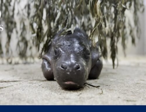 Pygmy hippo baby at Kansas Zoo refuses to leave pool until universal ‘mom stare’