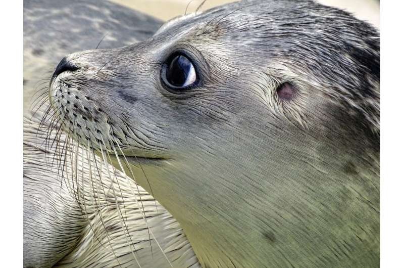 Credit: CC0 Public Domain seal