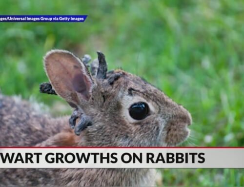 Papillomavirus seen in Colorado rabbits