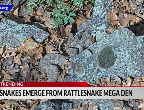 Rattlesnake mega den active again