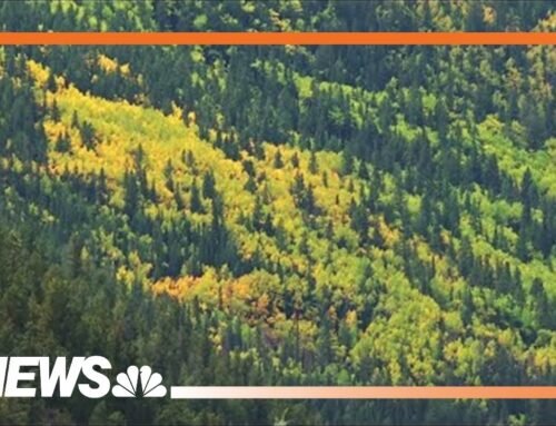 Leaf peeping sparks traffic ‘standstill’ as drivers flood Colorado mountain town to see foliage