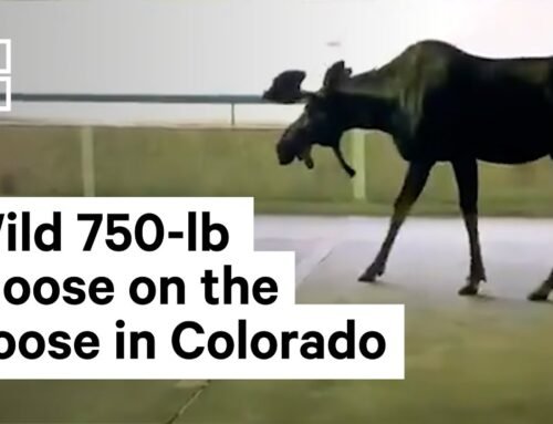 Moose Gets Loose in Parking Garage #Shorts