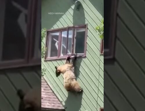 Bear bravely scales side of Colorado house #shorts