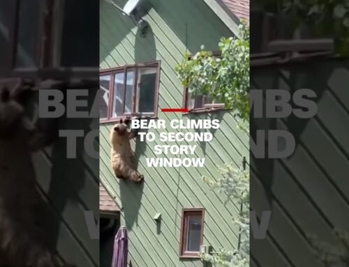 Bear climbs through second story window