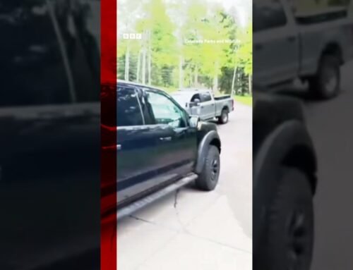 Bear freed after being trapped in car in Colorado. #Shorts #BrownBear #Colorado #BBCNews