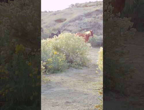 Wild Horse Uprising: Hercules Dethroned! The Bay Stallion Strikes! #coloradowildhorses #wildhorses