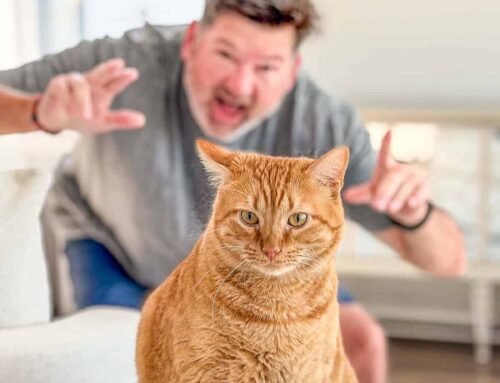 Meow Monday – Plain Chicken