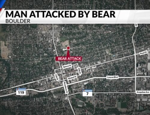 Boulder man slashed by bear while walking dog