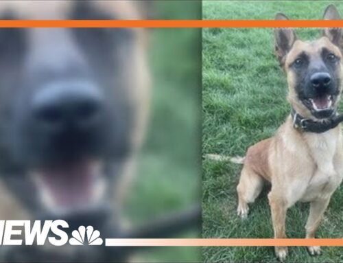 Colorado Springs Police K9 critically injured in stabbing