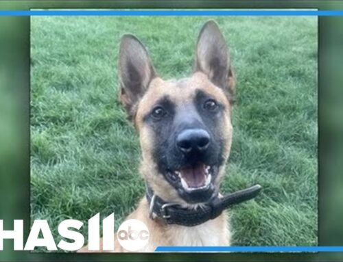 Colorado Springs K-9 stabbed during standoff, fighting for life
