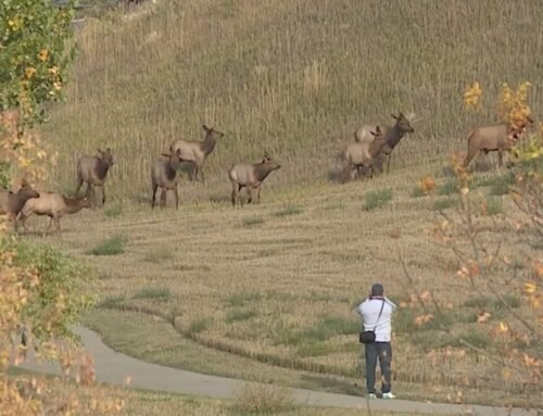 Agitated bull elk prompts Lakewood warning