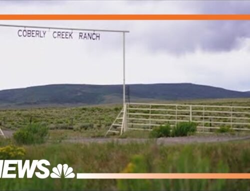 Colorado Parks and Wildlife stops disputing a wolf killed a calf after learning of secret recording