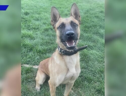 Colorado Springs K-9 in critical condition after stabbing