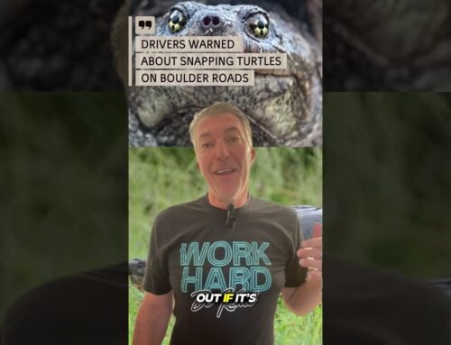 Snapping Turtles Take Over Boulder Roads! 🐢 Only in Boulder, Colorado | Local News & Real Estate