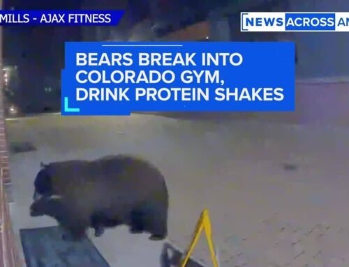 Bears break into Colorado gym, drink protein shakes
