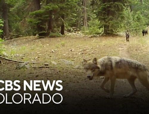 The future of the wolf reintroduction program in Colorado is in question