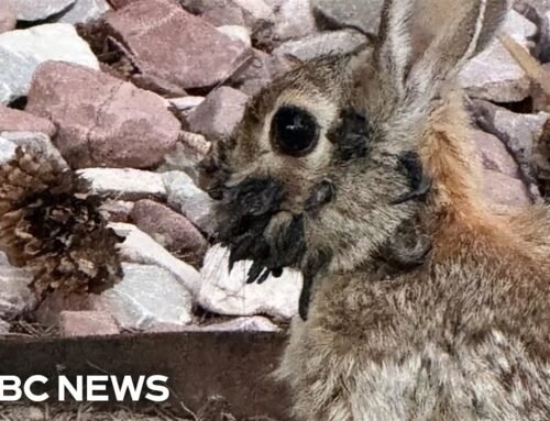 Rabbits with ‘tentacles’ spotted in Colorado