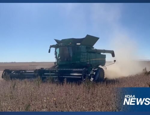 Colorado farmers have plenty of soybeans but few buyers due to trade war and new tariffs