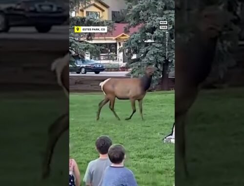 Music-Loving Elk Disrupts Concert in Colorado