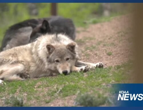 U.S. Fish and Wildlife Services tells Colorado no more wolves from Canada or Alaska