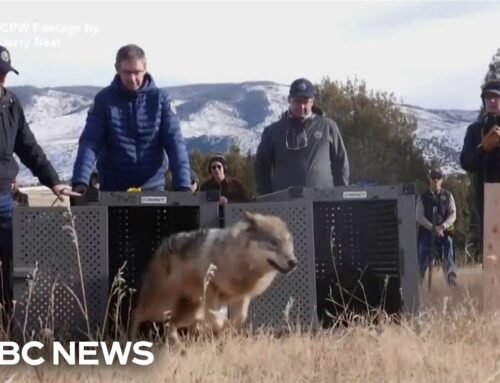 Colorado releases wolves captured in Canada to create permanent population