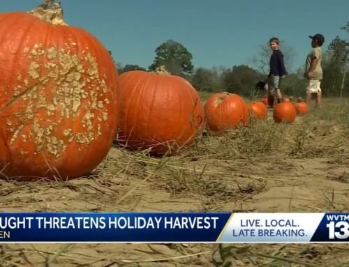 Drought in Alabama could impact Halloween pumpkins and Christmas trees