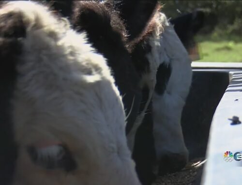 Kansas farmers, ag groups worried about Trump’s plan to import beef