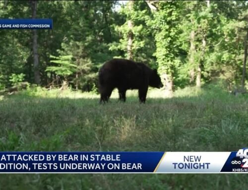 Arkansas bear attack: Tests underway for rabies, other diseases