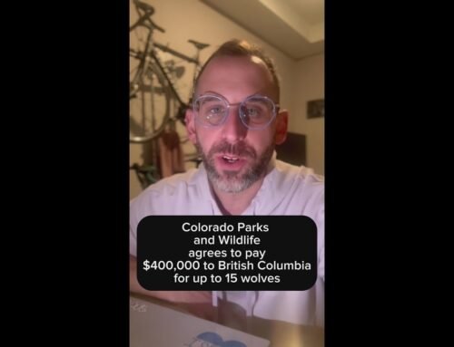Colorado agrees to pay up to $400,000 for more wolves