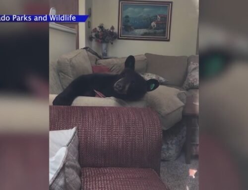 Colorado residents, bear interactions on the rise