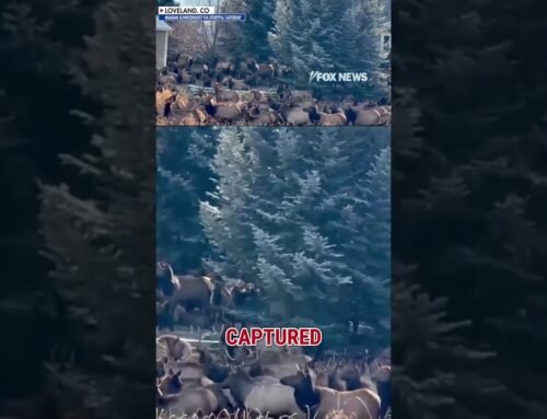 WHAT THE HERD?!: Massive Elk herd takes over backyard #shorts #foxnews #us #news