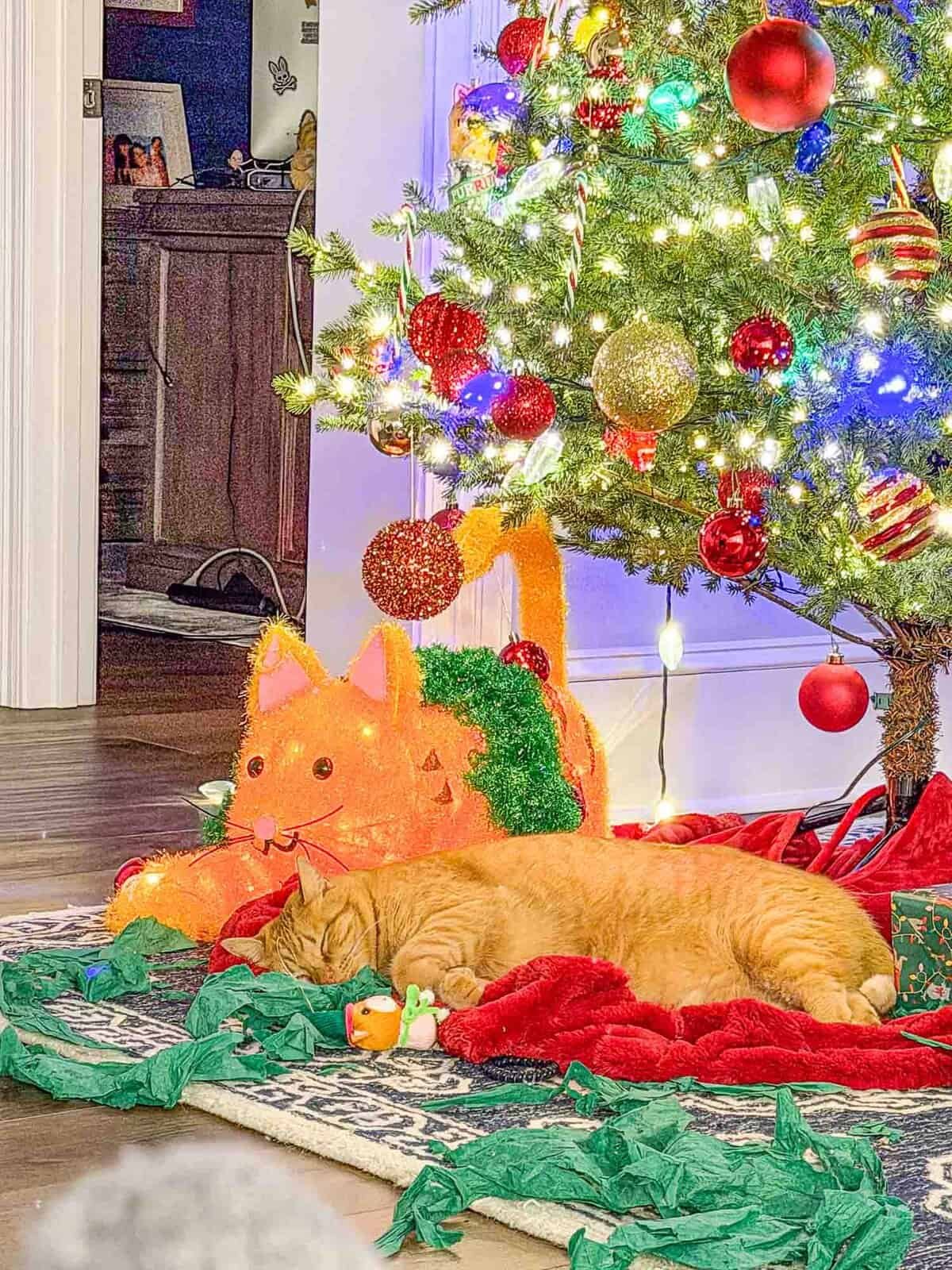 Meow Monday - Plain Chicken