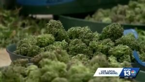 Alabama Medical Cannabis Commission unanimously votes to give dispensary licenses to 3 companies