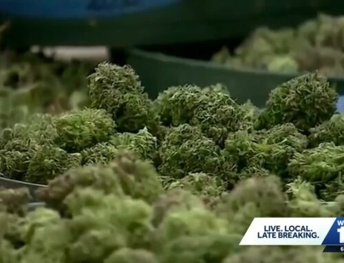 Alabama Medical Cannabis Commission unanimously votes to give dispensary licenses to 3 companies