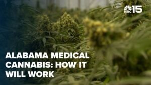 Alabama medical cannabis rollout and patient eligibility explained – NBC 15