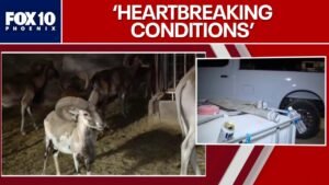 50+ exotic animals rescued from Arizona farm | FOX 10 Phoenix