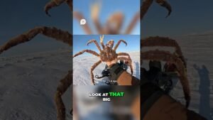 Incredible Alaskan Red King Crab  A Giant Discovery  #alaska #diyhouseboat #fishing #survival