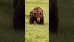 When a giant #Alaska #brownbear rips through camp at 6 am.  #grizzlybear #bearviewing #bearviewing