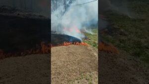 Grass fire in Tuscaloosa, Alabama